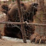 justin hall Bear Rescue IAR Armenia