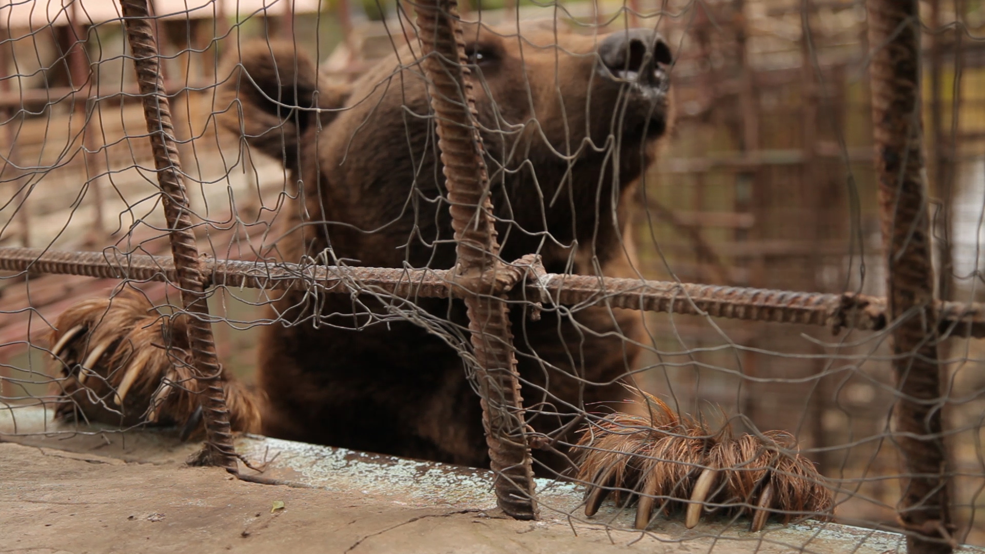 justin hall Bear Rescue IAR Armenia