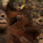 ROKKI BABY ORANGUTAN BORNEO IAR JUSTIN HALL