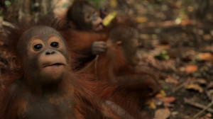 ROKKI BABY ORANGUTAN BORNEO IAR JUSTIN HALL