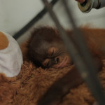 Orangutan Baby hold teddy bear Explorer Justin Hall National Geographic Explorer, Runningman