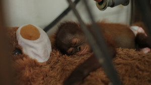 Orangutan Baby hold teddy bear Explorer Justin Hall National Geographic Explorer, Runningman