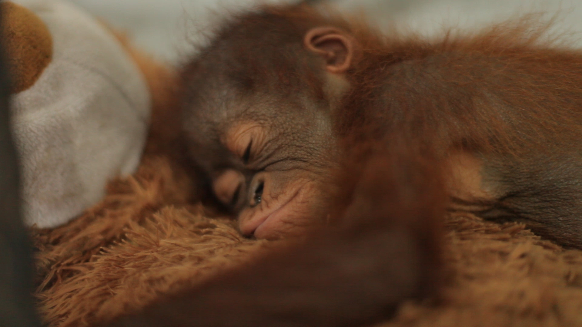 Orangutan Baby with Teddy Bear Explorer Justin Hall National Geographic Explorer, Runningman